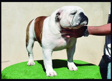 venta bulldog ingles de las mejores lineas