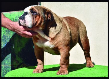 venta de cachorros de bulldog ingles de calidad