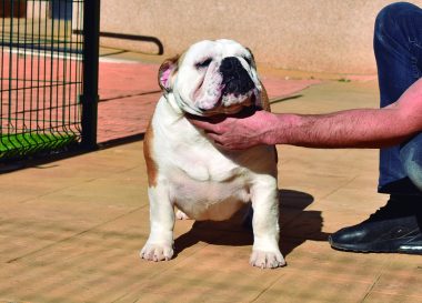 los mejores bulldog ingles competicion