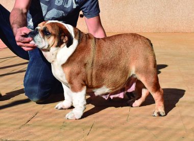 venta de bulldog ingles milanuncios