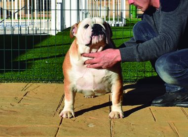 Comprar Bulldog Ingles con pedigree
