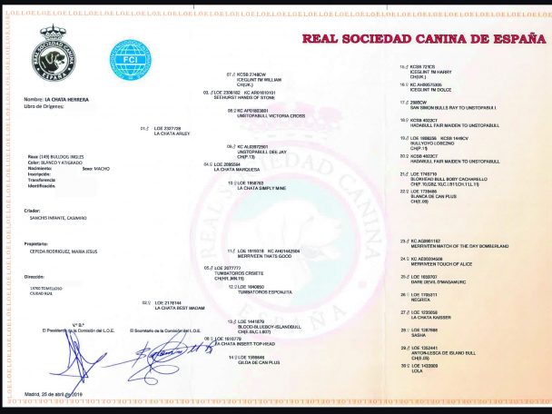 bulldog para montas expectacular