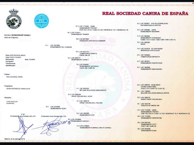 perras reproductoras de bulldog con campeones