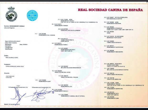 compra venta de bulldog ingles alta calidad