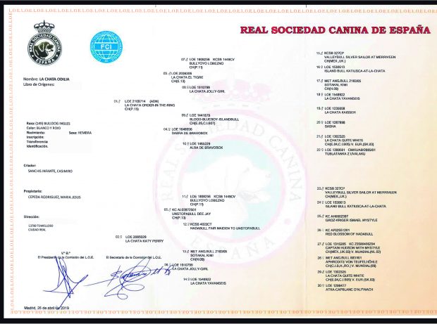 venta de buenas hembras de be bulldog